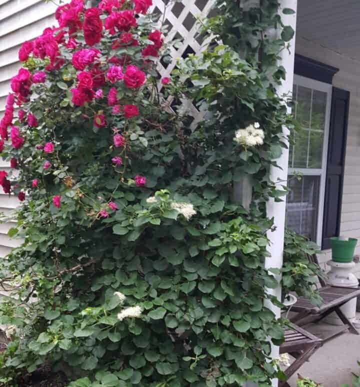 porch trellis with vines for privacy