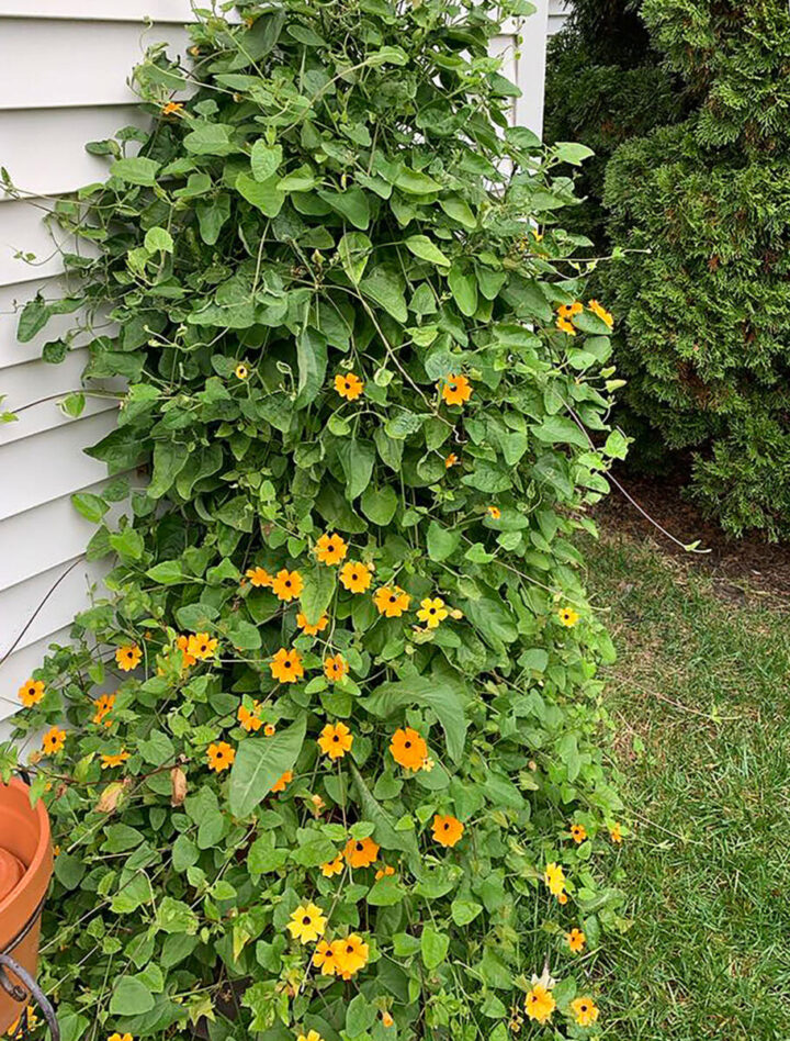 climbing-black-eyed-susan-vine-720x948-1 climbing black eyed susan vine growing in backyard