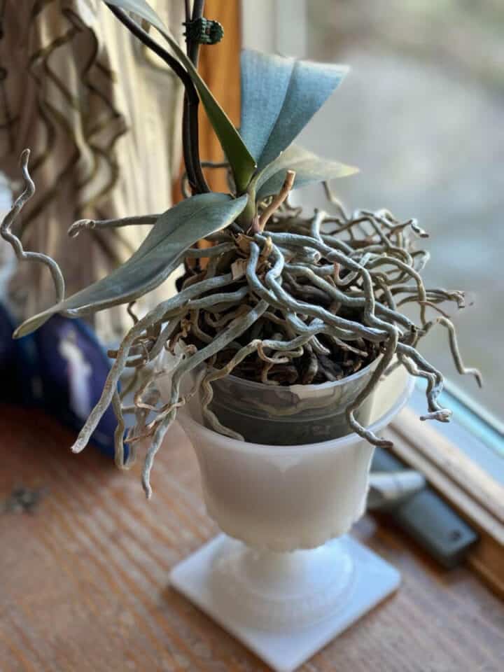 healthy-orchid-roots