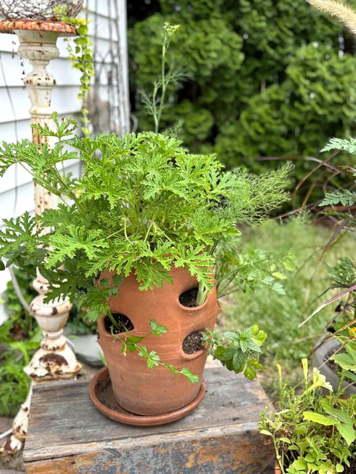 herb-garden-in-strawberry-planter-720x960-1 herb-garden-in-strawberry-planter for an easy weekend gardening project
