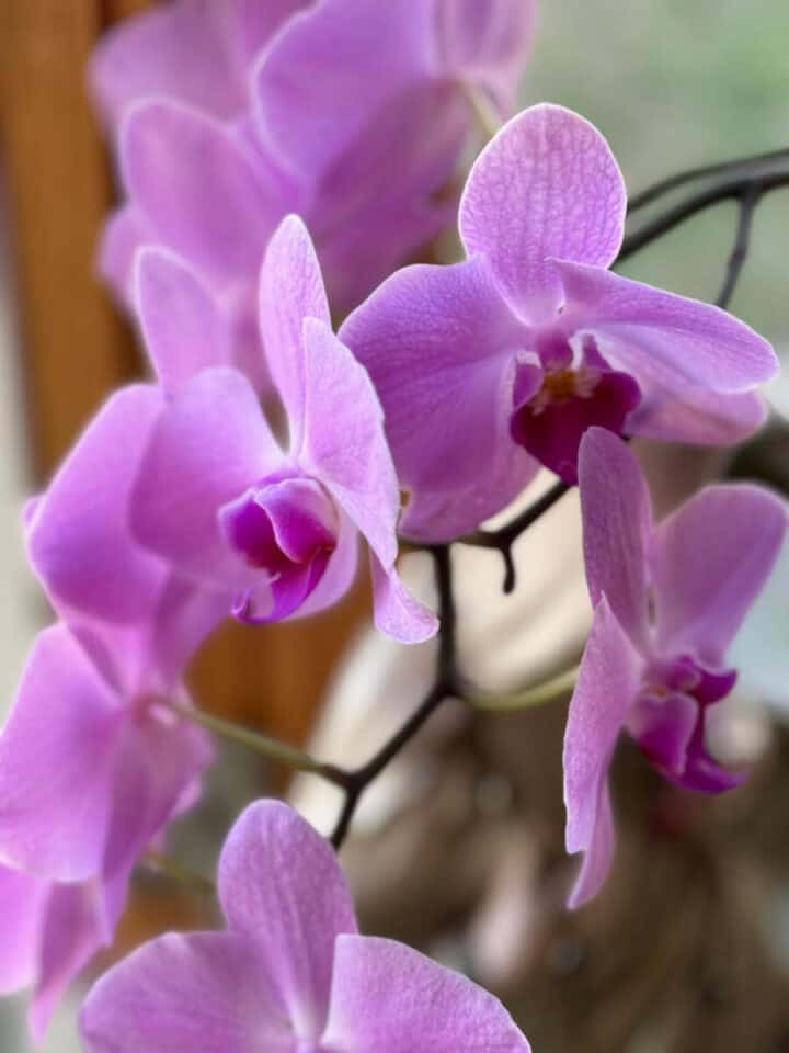 how-to-care-for-orchids