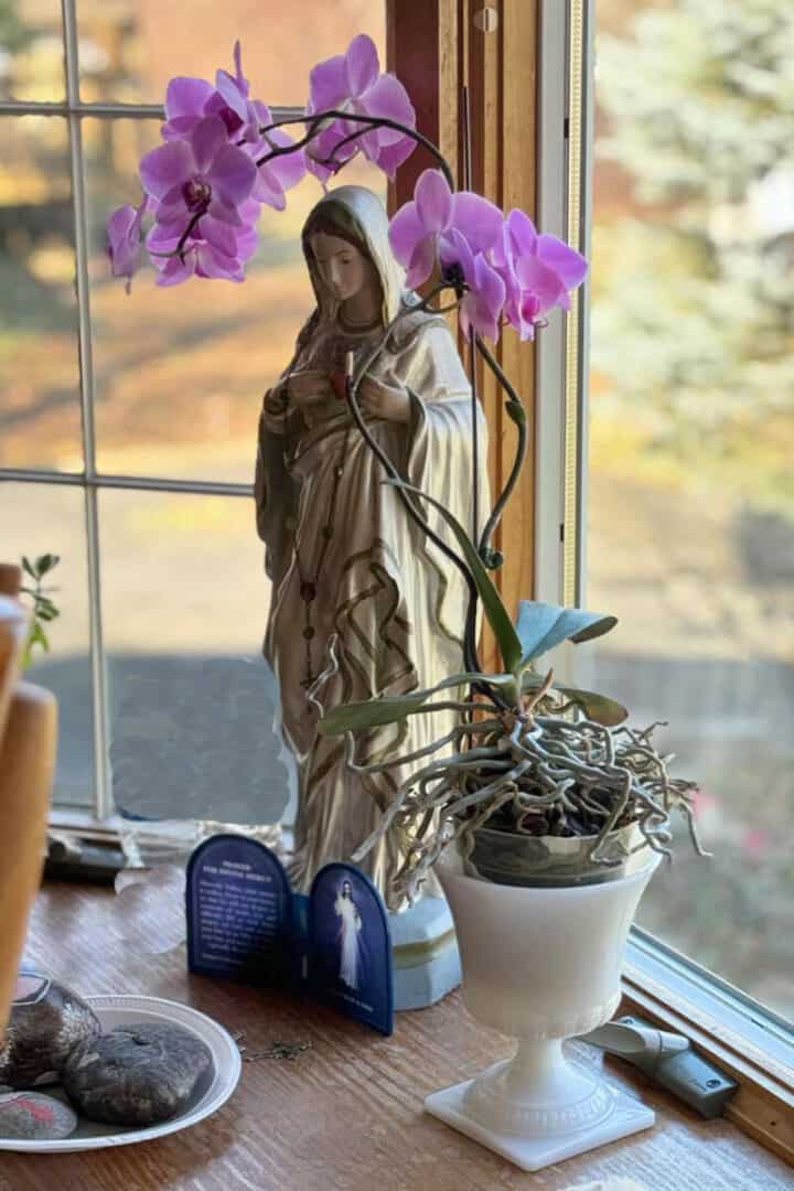 orchid-care-rebloom