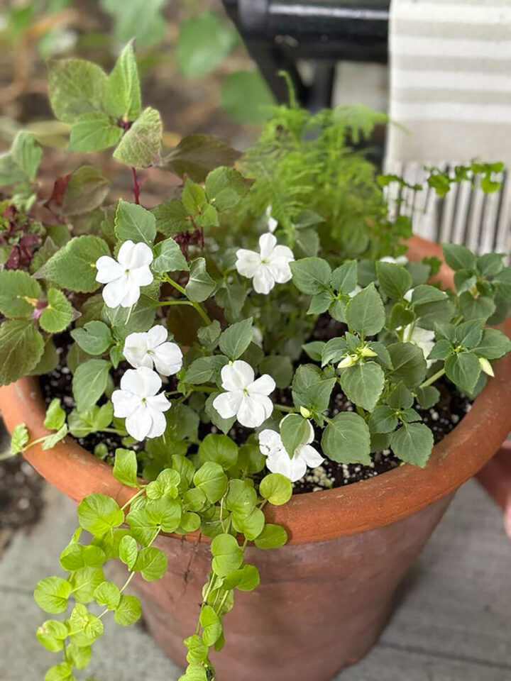 shade-garden-container-ideas-720x960-1 shade-garden-container-ideas