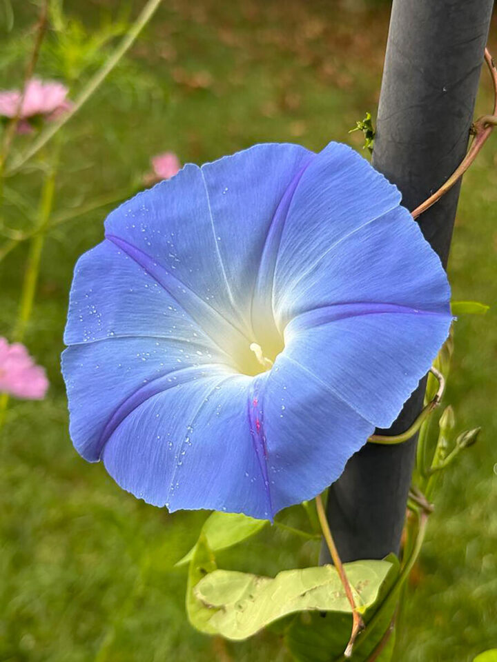 sprouting-flower-seeds-morning-glory-720x960-1 sprouting-flower-seeds-morning-glory
